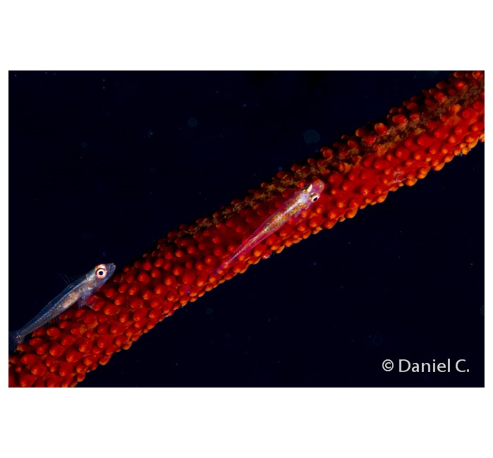 daniel-8