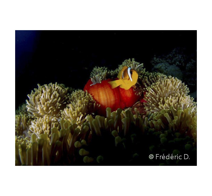 fredD