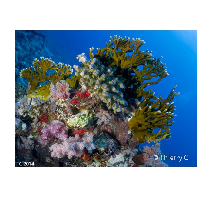 thierry-2