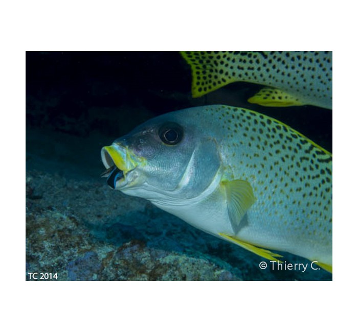 thierry-3