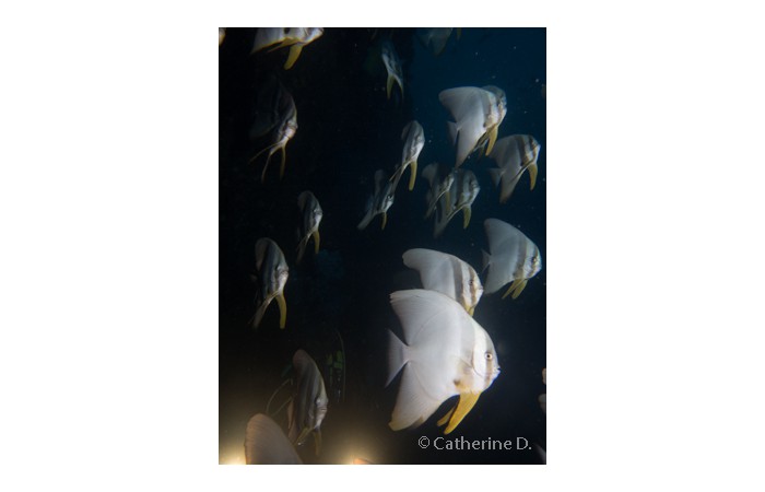 catherine-2