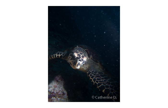 catherine-4