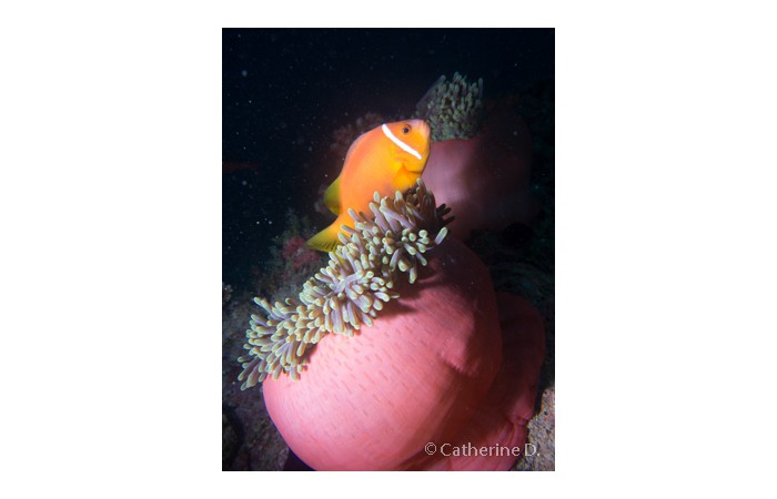 catherine-8