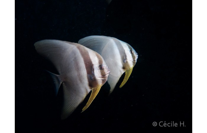 cecile-5