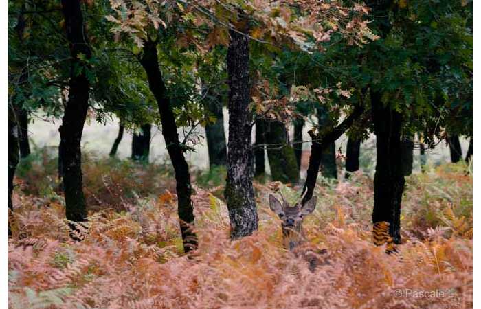 pascale-6