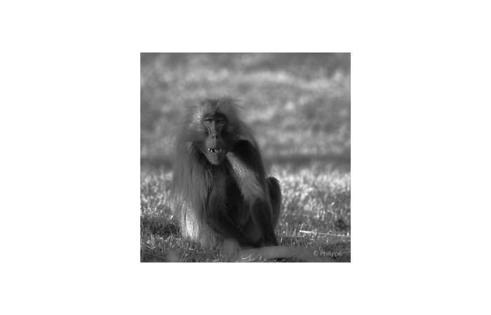philippe-3