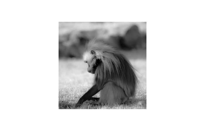philippe-4