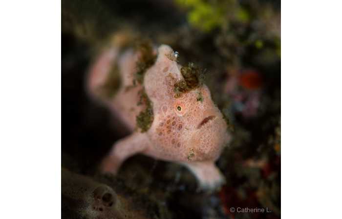 catherine-11