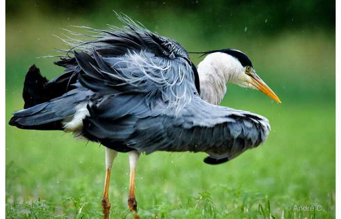 stage-photo-animaliere-affut-flottant-en-dombes-andre-1