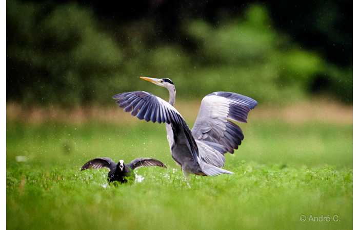 stage-photo-animaliere-affut-flottant-en-dombes-andre-2