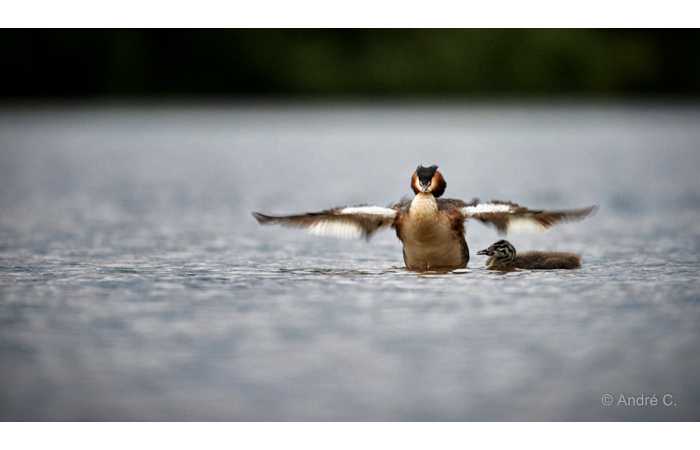 stage-photo-animaliere-affut-flottant-en-dombes-andre-3