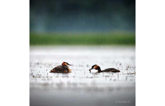 stage-photo-animaliere-affut-flottant-en-dombes-andre-4