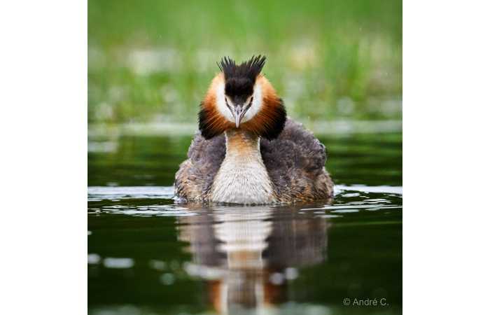 stage-photo-animaliere-affut-flottant-en-dombes-andre-5