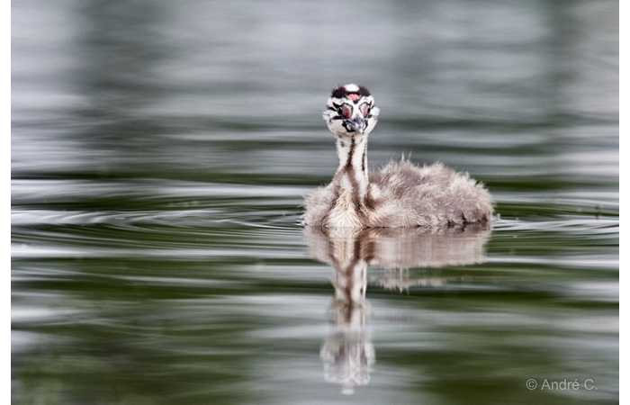 stage-photo-animaliere-affut-flottant-en-dombes-andre-6