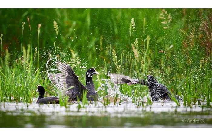 stage-photo-animaliere-affut-flottant-en-dombes-andre-7