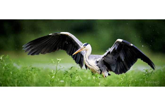 stage-photo-animaliere-affut-flottant-en-dombes-andre-8