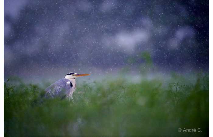 stage-photo-animaliere-affut-flottant-en-dombes-andre-9
