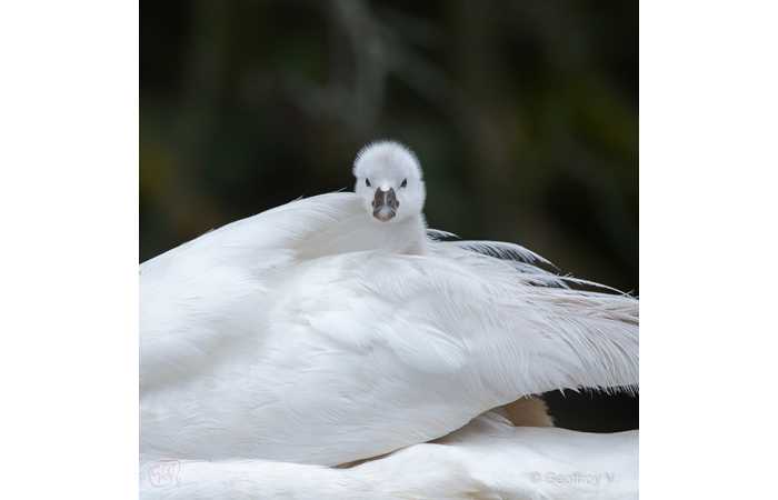 stage-photo-animaliere-affut-flottant-en-dombes-geoffroy-1