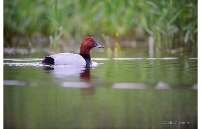stage-photo-animaliere-affut-flottant-en-dombes-geoffroy-2