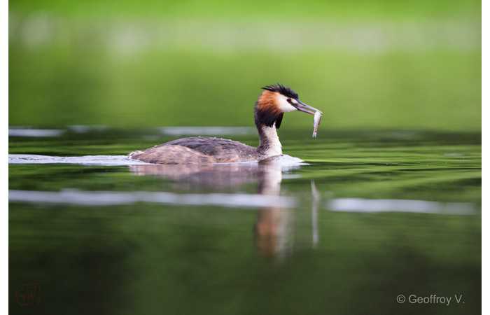 stage-photo-animaliere-affut-flottant-en-dombes-geoffroy-3