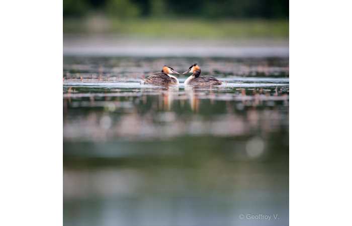 stage-photo-animaliere-affut-flottant-en-dombes-geoffroy-4