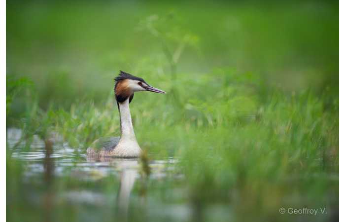 stage-photo-animaliere-affut-flottant-en-dombes-geoffroy-5