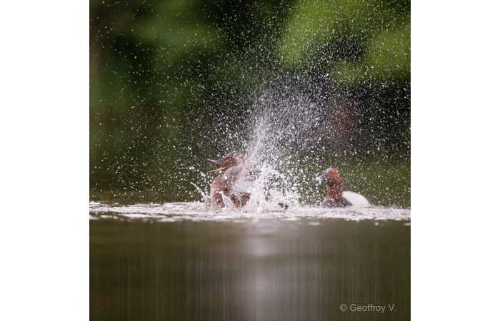 stage-photo-animaliere-affut-flottant-en-dombes-geoffroy-6