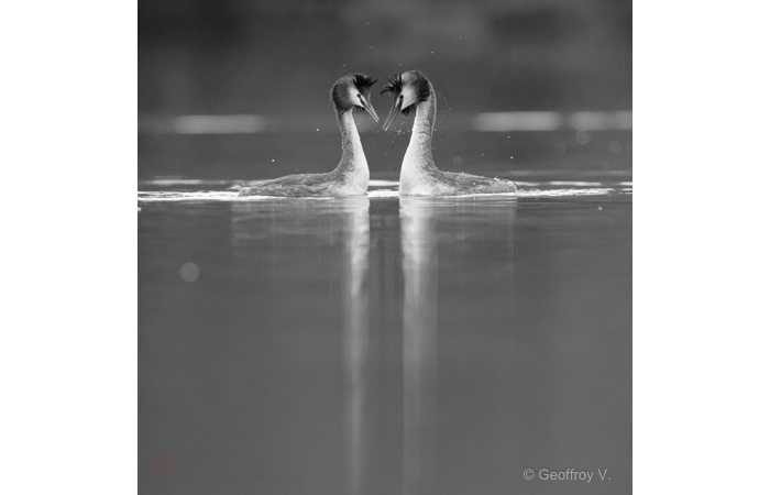 stage-photo-animaliere-affut-flottant-en-dombes-geoffroy-7
