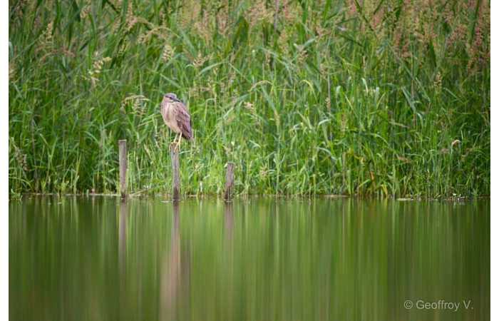 stage-photo-animaliere-affut-flottant-en-dombes-geoffroy-8