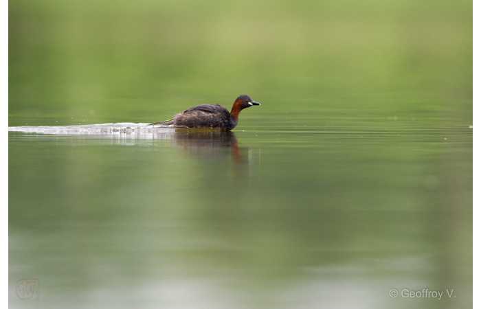 stage-photo-animaliere-affut-flottant-en-dombes-geoffroy-9