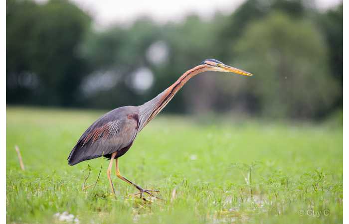 stage-photo-animaliere-affut-flottant-en-dombes-guy-1