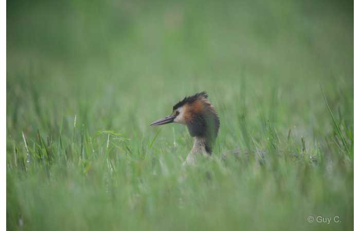 stage-photo-animaliere-affut-flottant-en-dombes-guy-2