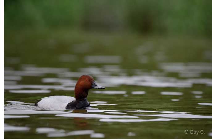 stage-photo-animaliere-affut-flottant-en-dombes-guy-3