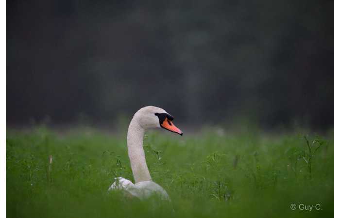 stage-photo-animaliere-affut-flottant-en-dombes-guy-4