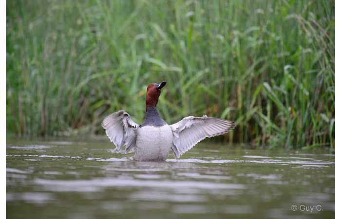 stage-photo-animaliere-affut-flottant-en-dombes-guy-5