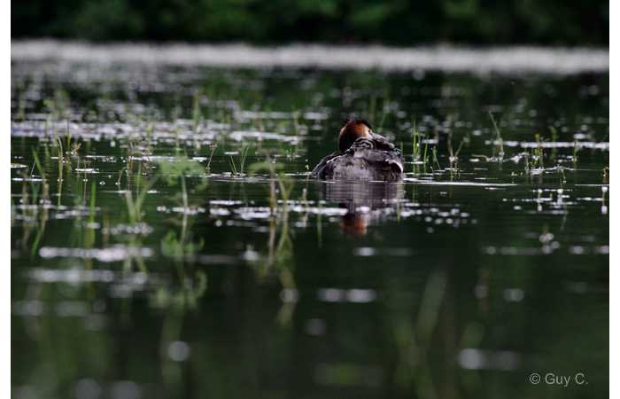 stage-photo-animaliere-affut-flottant-en-dombes-guy-6