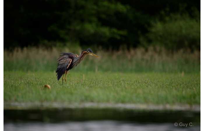 stage-photo-animaliere-affut-flottant-en-dombes-guy-7
