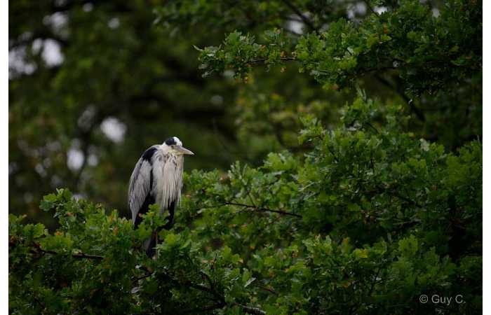 stage-photo-animaliere-affut-flottant-en-dombes-guy-8