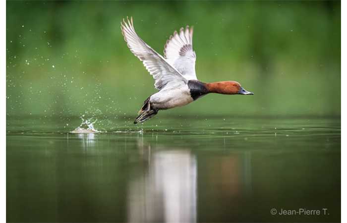 stage-photo-animaliere-affut-flottant-en-dombes-jean-pierre-1