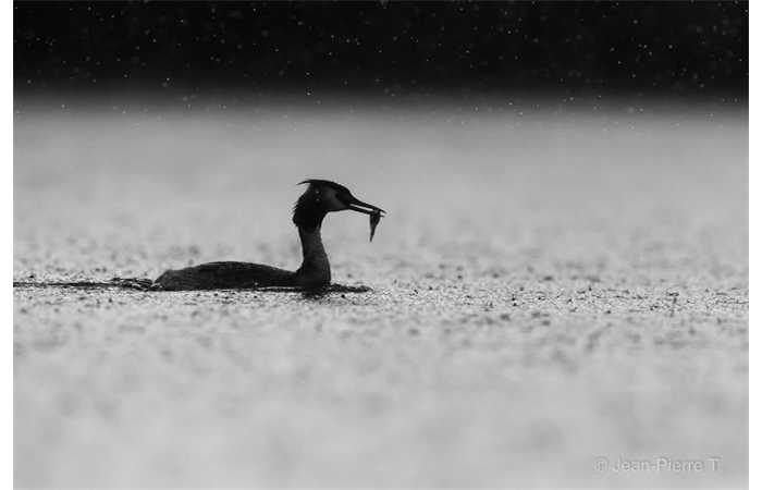stage-photo-animaliere-affut-flottant-en-dombes-jean-pierre-3