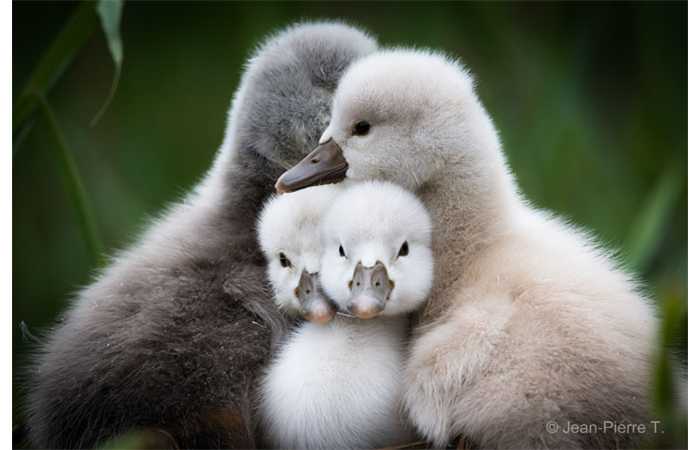 stage-photo-animaliere-affut-flottant-en-dombes-jean-pierre-4