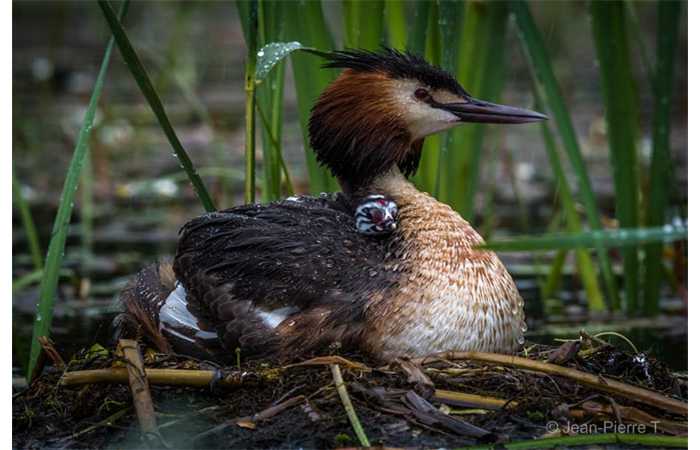 stage-photo-animaliere-affut-flottant-en-dombes-jean-pierre-5