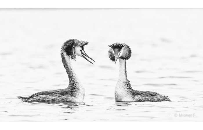 stage-photo-animaliere-affut-flottant-en-dombes-michel-1