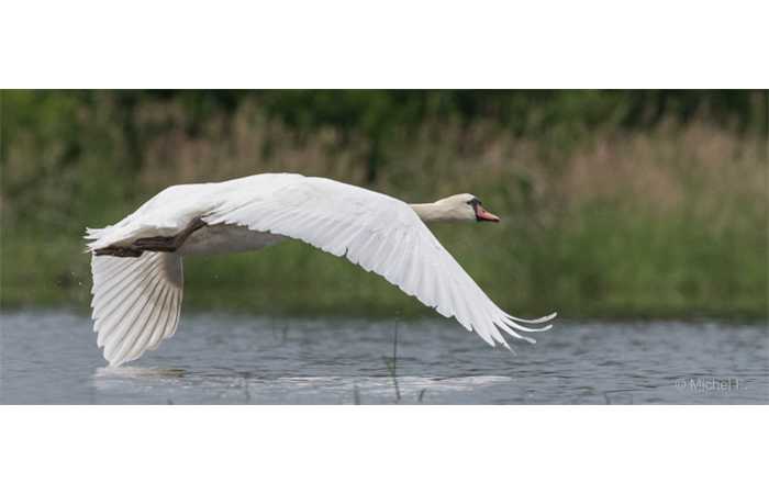 stage-photo-animaliere-affut-flottant-en-dombes-michel-2