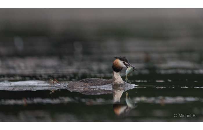 stage-photo-animaliere-affut-flottant-en-dombes-michel-3