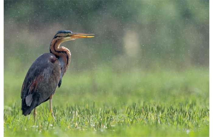 stage-photo-animaliere-affut-flottant-en-dombes-michel-4