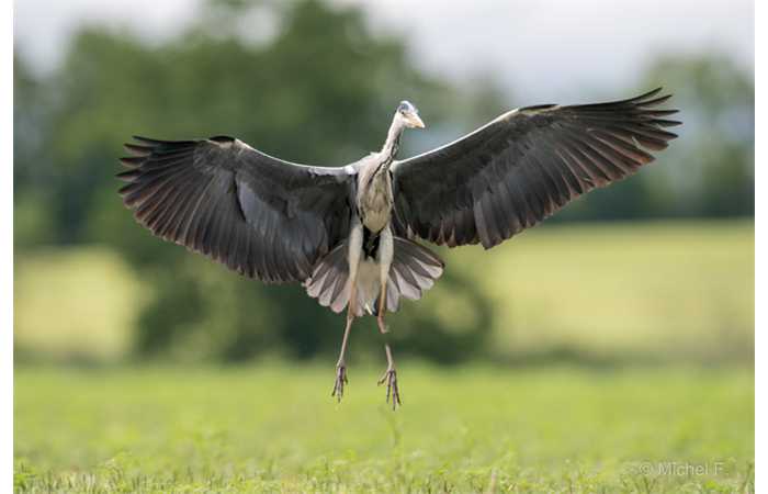 stage-photo-animaliere-affut-flottant-en-dombes-michel-5
