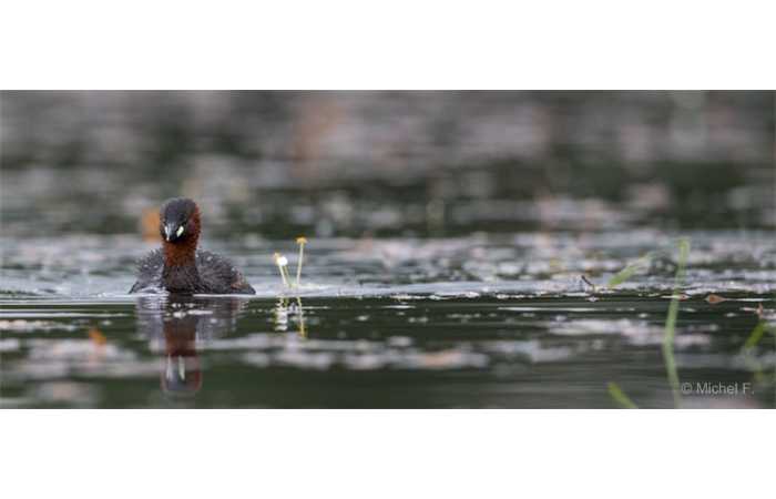 stage-photo-animaliere-affut-flottant-en-dombes-michel-6