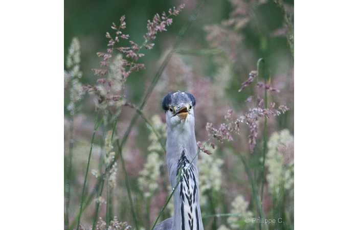 stage-photo-animaliere-affut-flottant-en-dombes-philippe-1