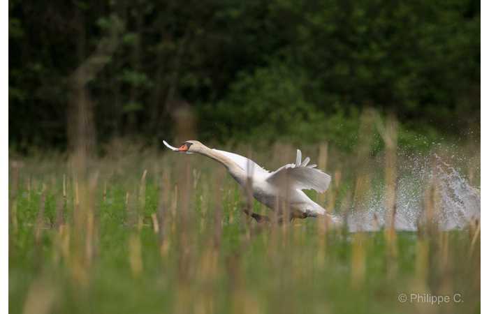 stage-photo-animaliere-affut-flottant-en-dombes-philippe-2